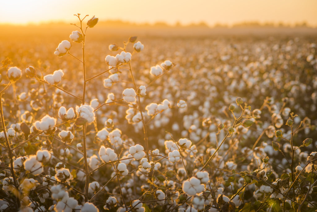 Harvesting Cotton